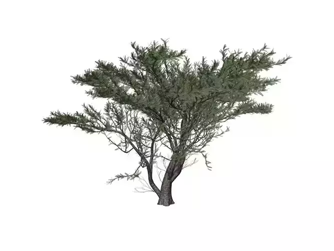 Umbrella Thorn Tree - 07 -