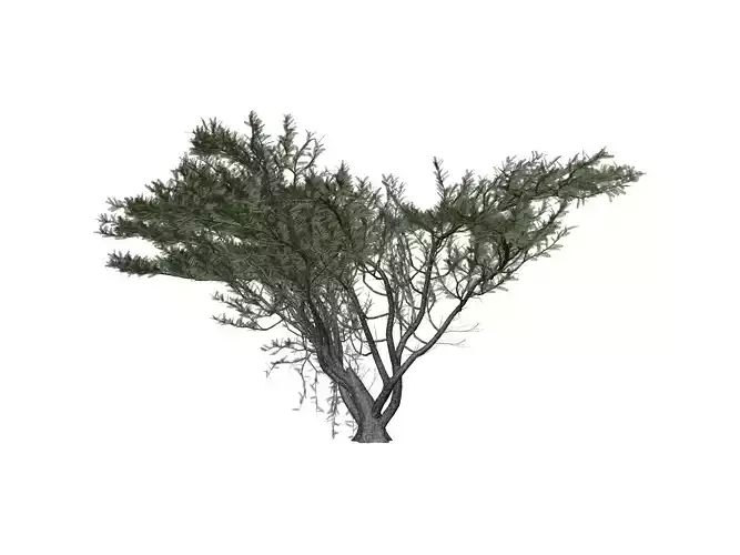 Umbrella Thorn Tree - 08 -