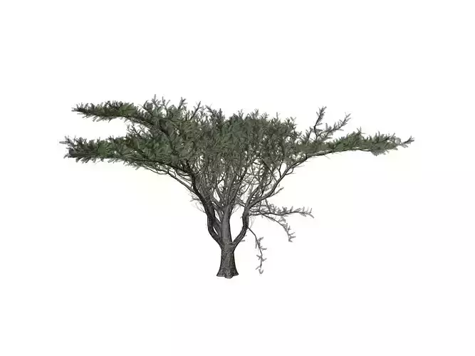 Umbrella Thorn Tree - 09 -