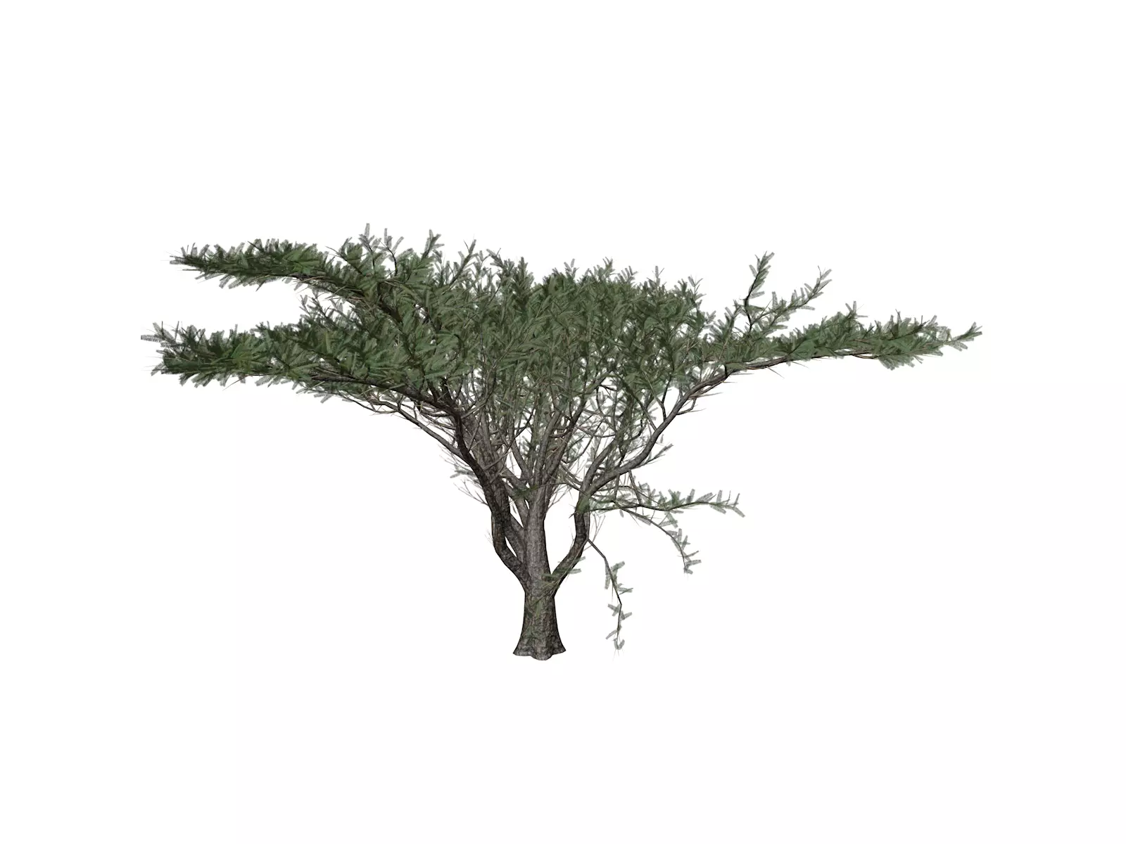 Umbrella Thorn Tree - 09 - 3D model_0