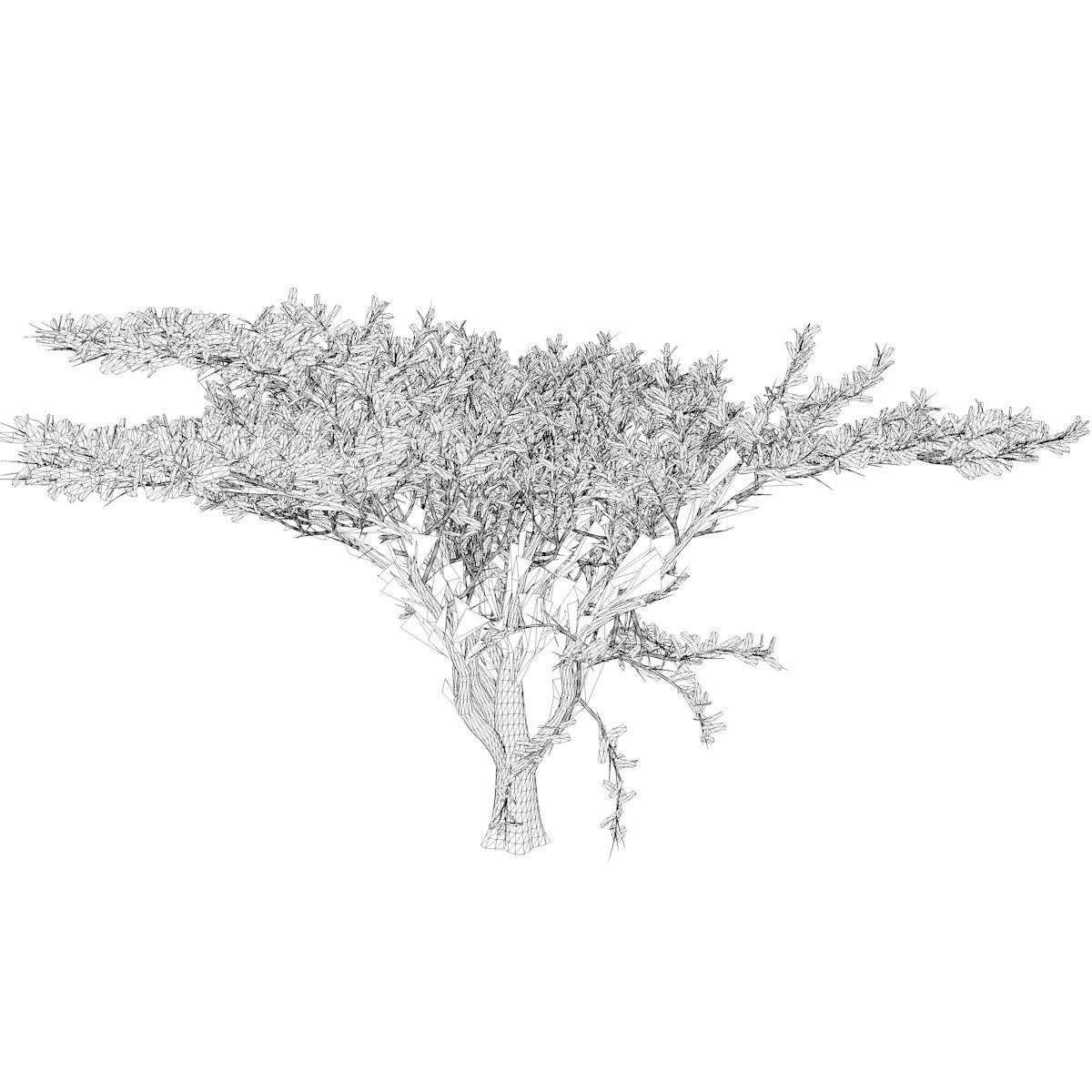 Umbrella Thorn Tree - 09 - 3D model_2