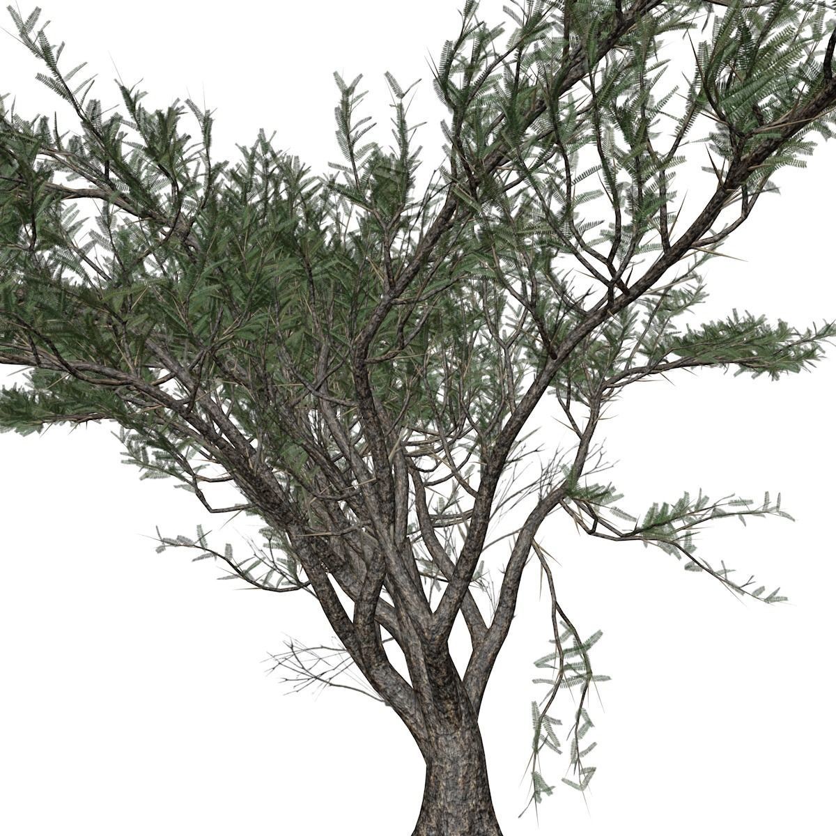 Umbrella Thorn Tree - 09 - 3D model_3