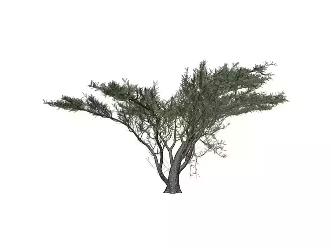 Umbrella Thorn Tree - 10 - 3D model