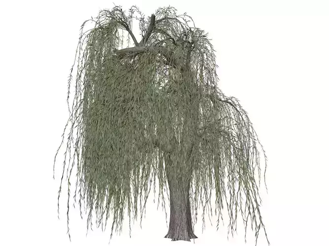 Weeping Willow Tree - 01 - 3D model