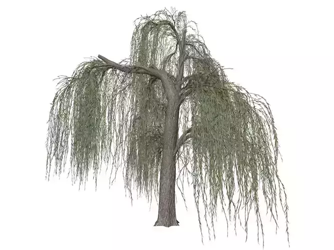 Weeping Willow Tree - 02 - 3D model
