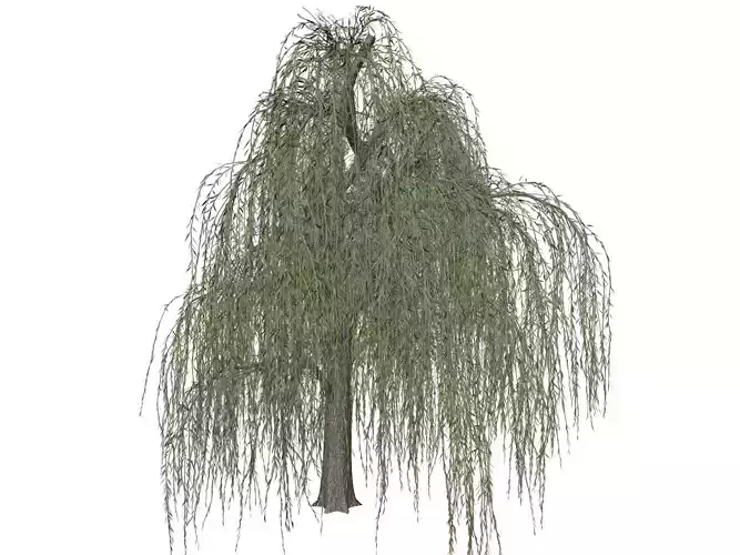 Weeping Willow Tree - 03 - 3D model