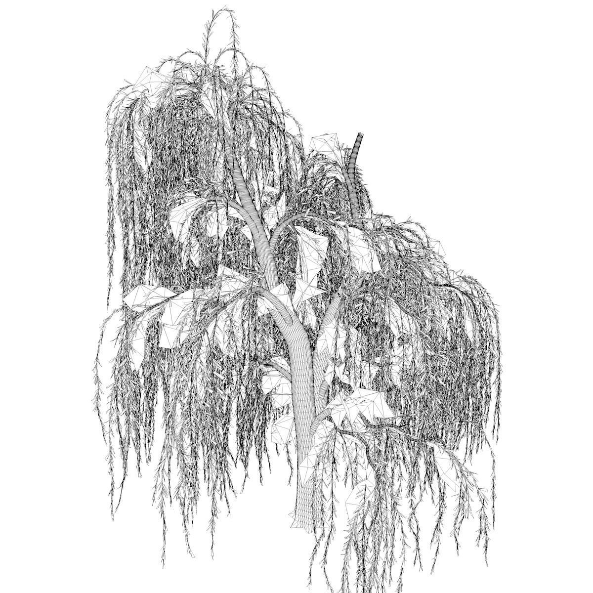 Weeping Willow Tree - 04 - 3D model_2