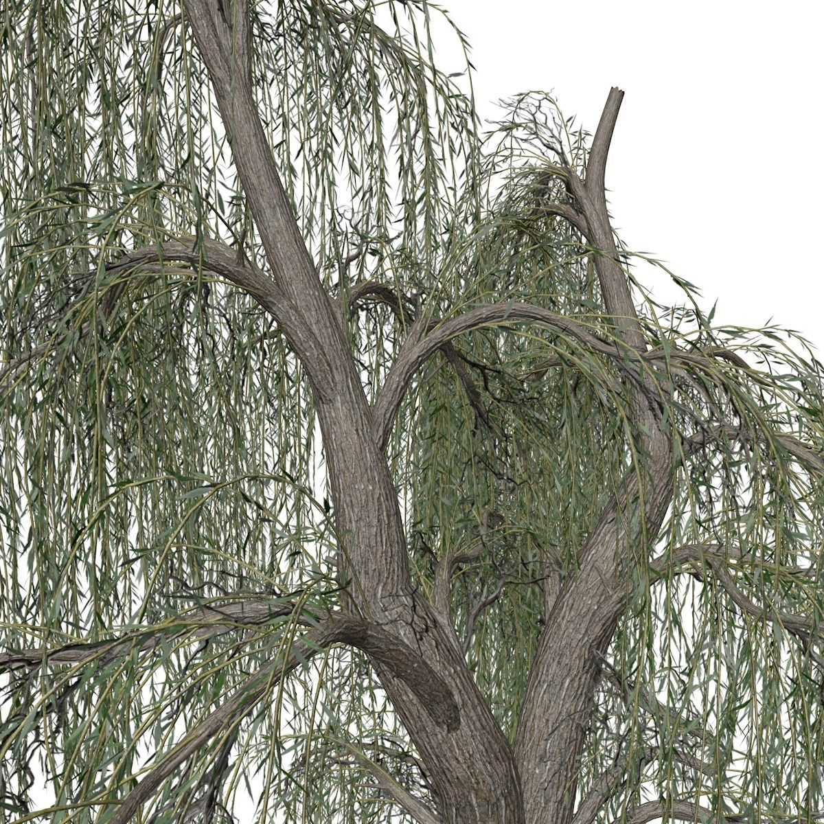 Weeping Willow Tree - 04 - 3D model_3