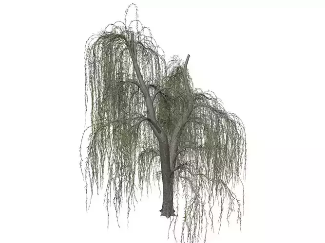 Weeping Willow Tree - 04 - 3D model
