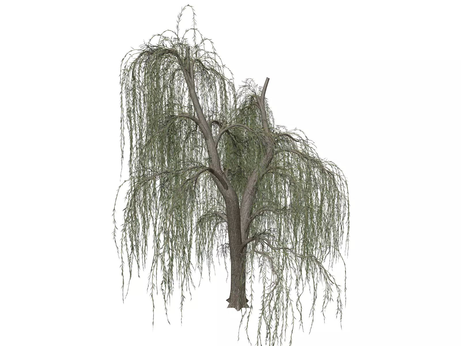 Weeping Willow Tree - 04 - 3D model_0