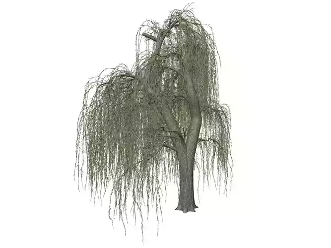 Weeping Willow Tree - 05 - 3D model