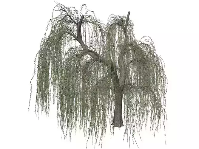 Weeping Willow Tree - 06 - 3D model