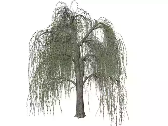 Weeping Willow Tree - 07 - 3D model