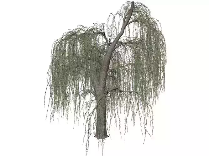 Weeping Willow Tree - 08 - 3D model