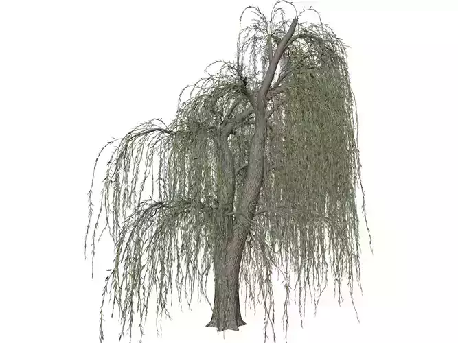 Weeping Willow Tree - 09 - 3D model