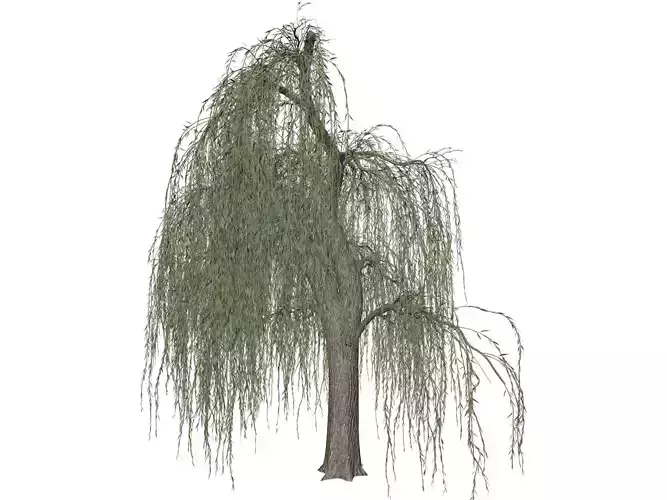 Weeping Willow Tree - 10 - 3D model