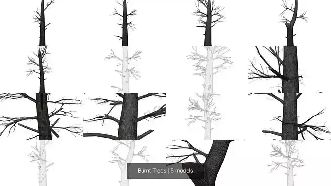 Burnt Trees