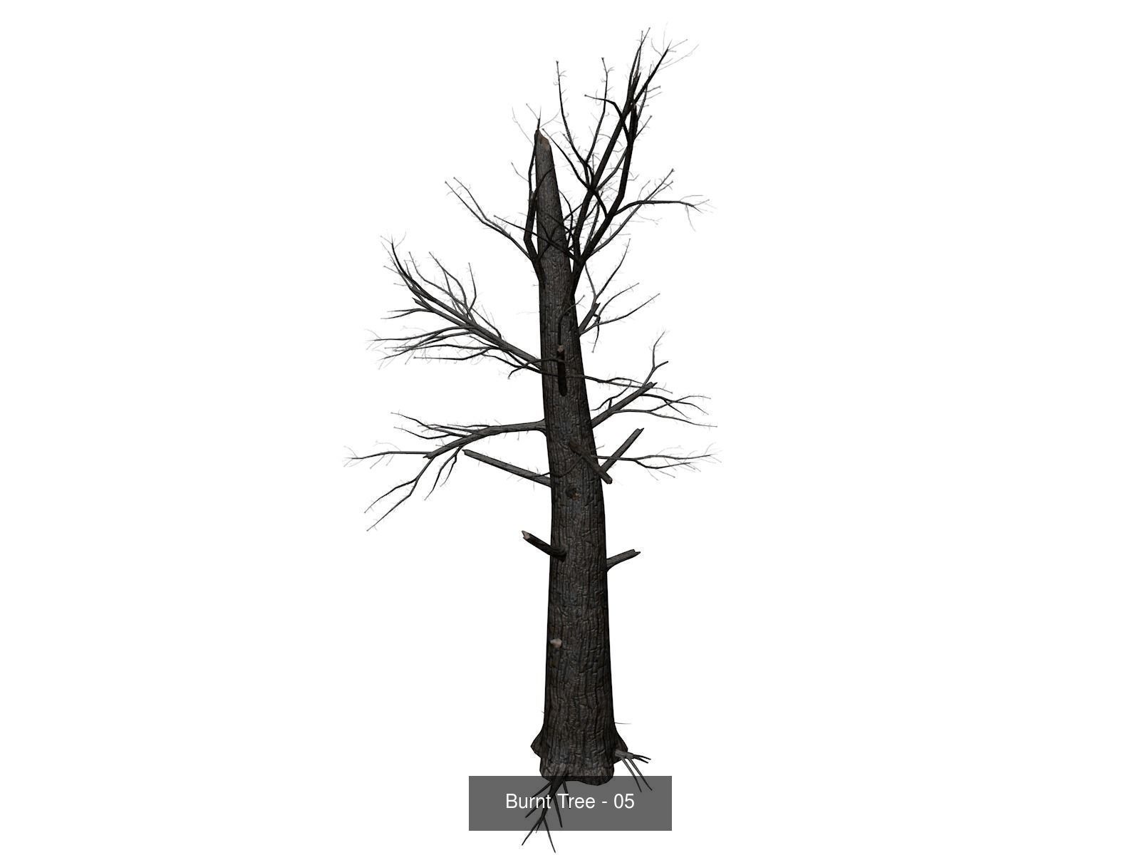 Burnt Trees 3D Model Collection_6
