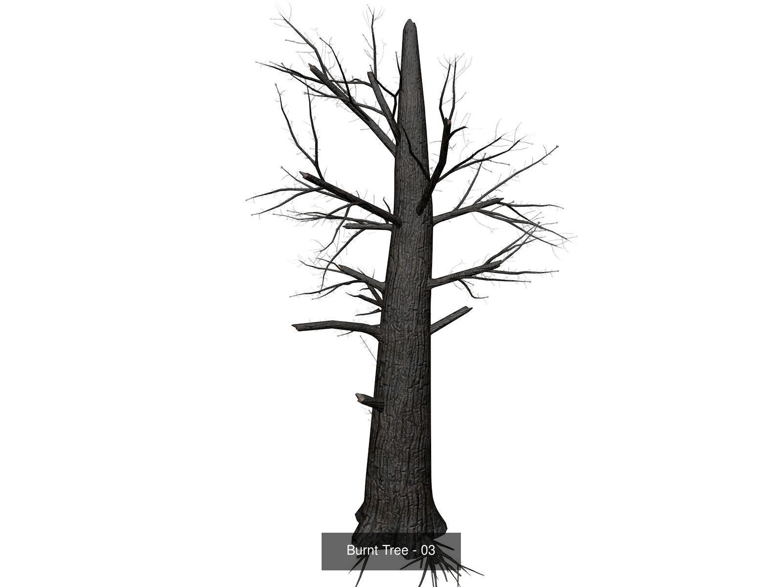 Burnt Trees 3D Model Collection_4