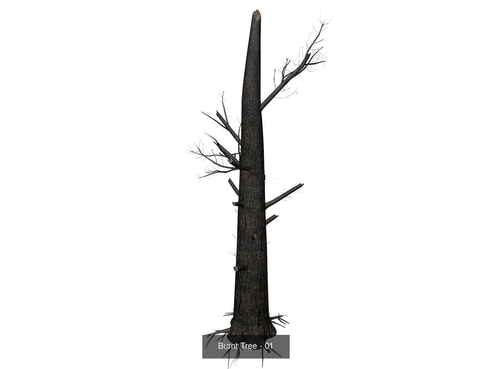 Burnt Trees 3D Model Collection_2