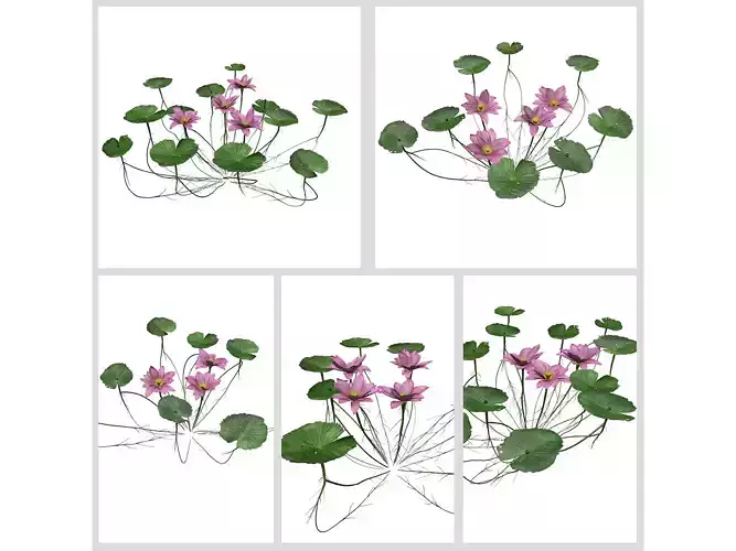 Lotus Flowers 3D Model Collection
