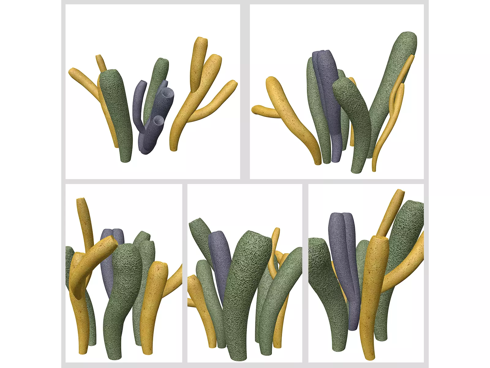 Tube Sponges 3D Model Collection_0