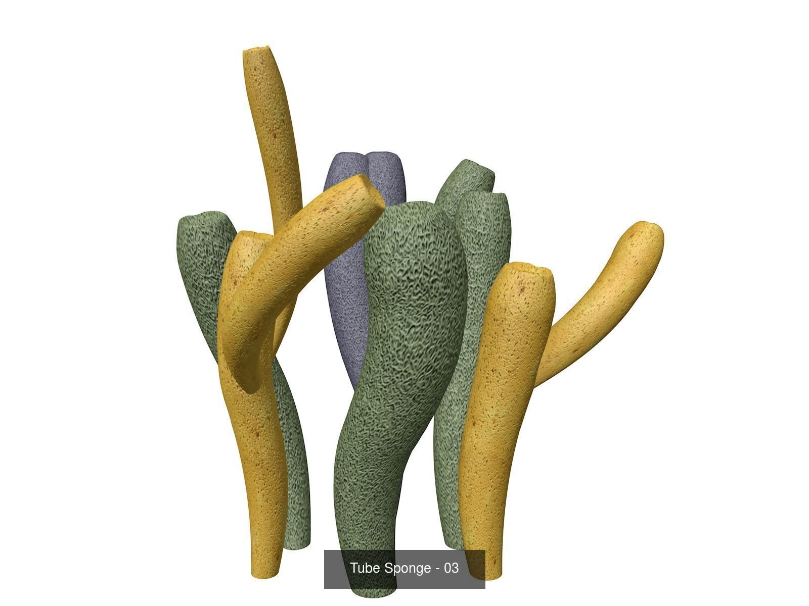 Tube Sponges 3D Model Collection_4