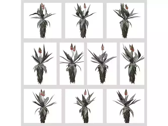 Aloe Excelsa Plants 3D Model Collection