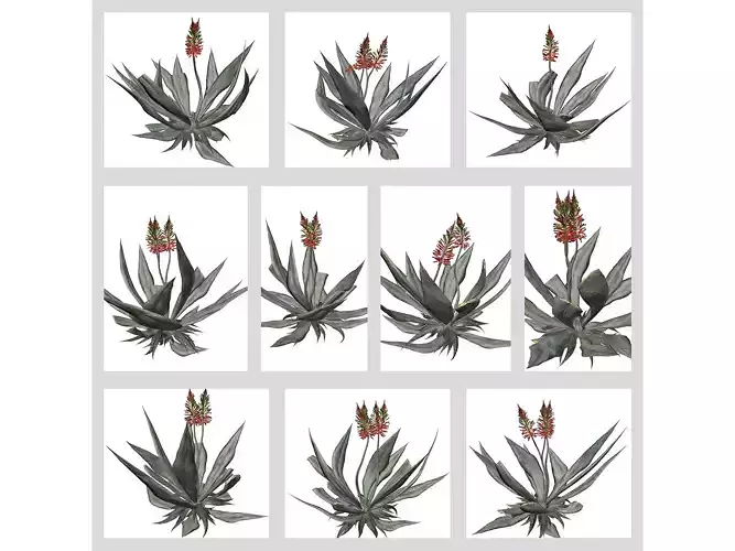 Aloe Vera Plants 3D Model Collection