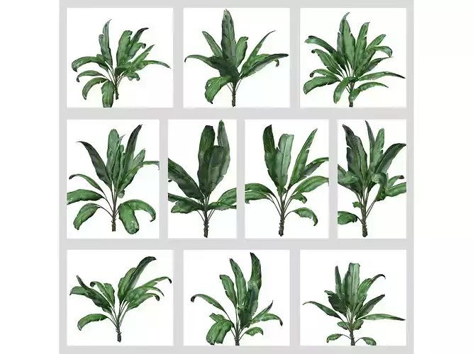 Banana Plants 3D Model Collection