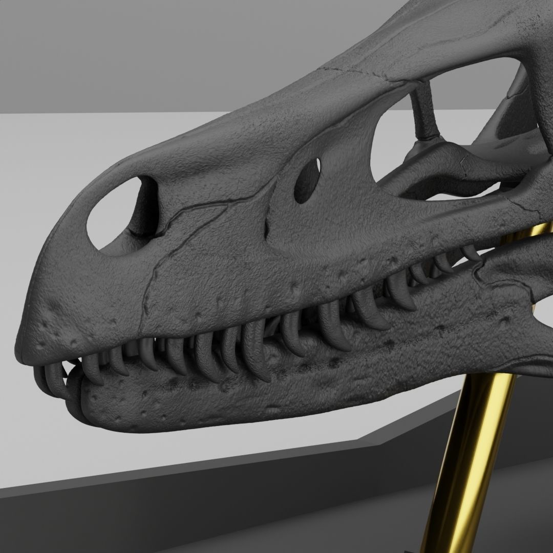 Life-Sized 3D Printable Velociraptor Mongoliensis Fossil Skull 3D print model_1