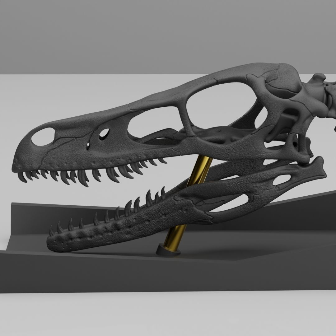 Life-Sized 3D Printable Velociraptor Mongoliensis Fossil Skull 3D print model_4