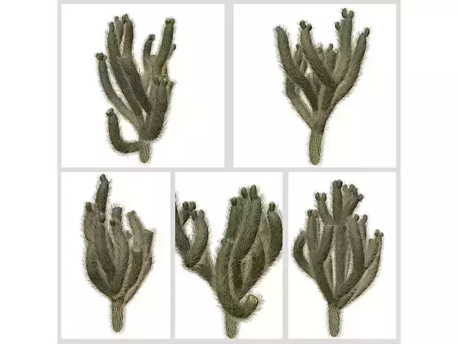 Cholla Cactus Plants 3D Model Collection