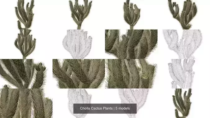 Cholla Cactus Plants