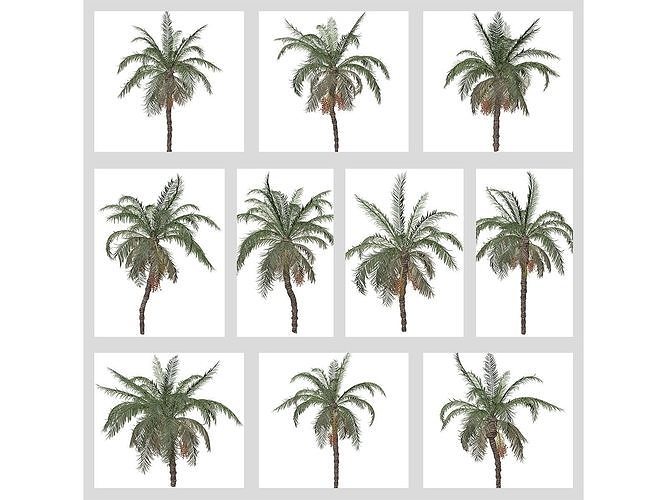 Date Palm Trees 3D Model Collection