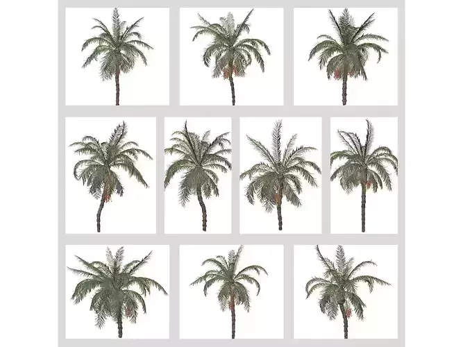 Date Palm Trees 3D Model Collection