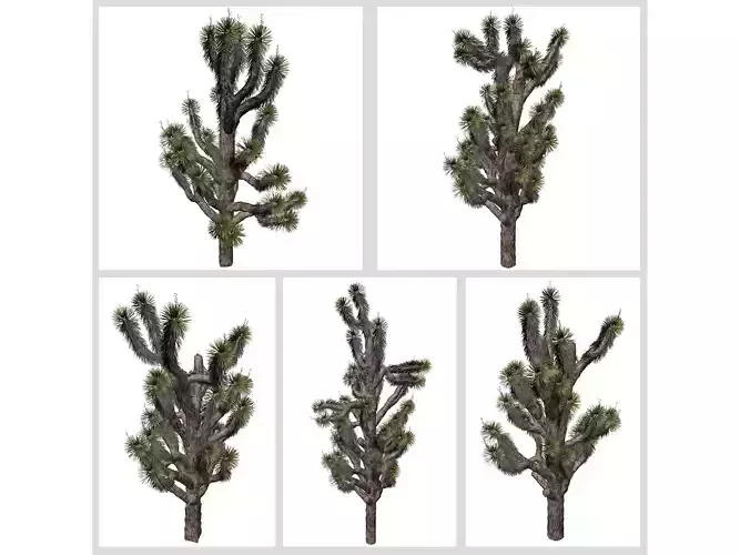 Joshua Trees 3D Model Collection