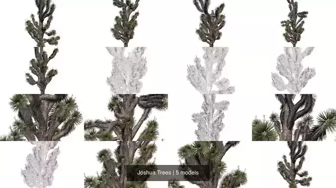 Joshua Trees