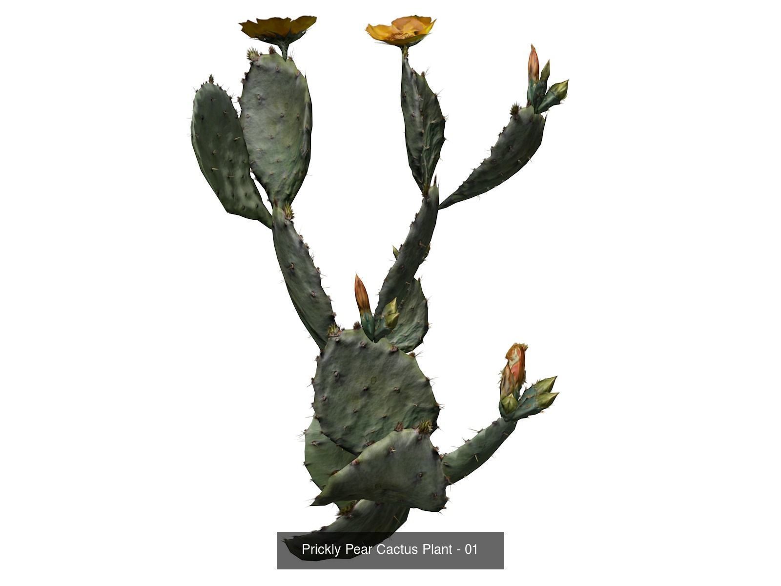 Prickly Pear Cactus Plants 3D Model Collection_2