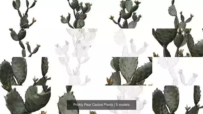 Prickly Pear Cactus Plants