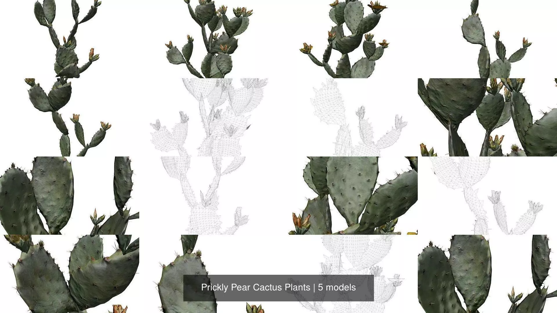 Prickly Pear Cactus Plants 3D Model Collection_1