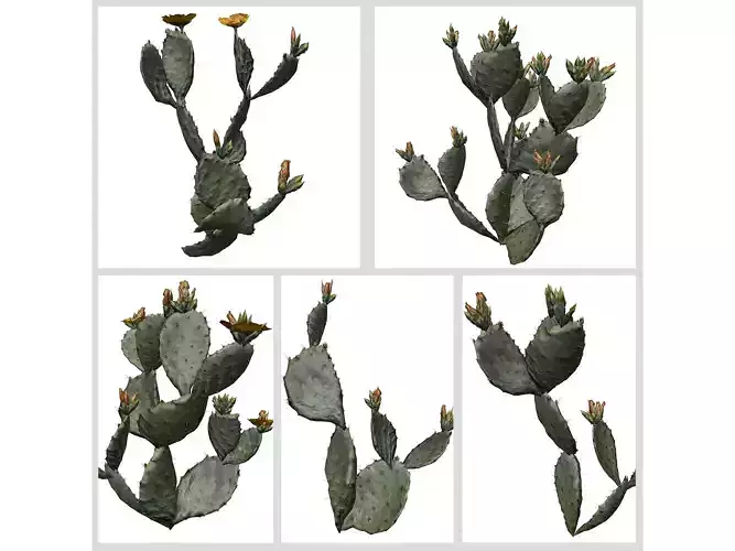 Prickly Pear Cactus Plants 3D Model Collection