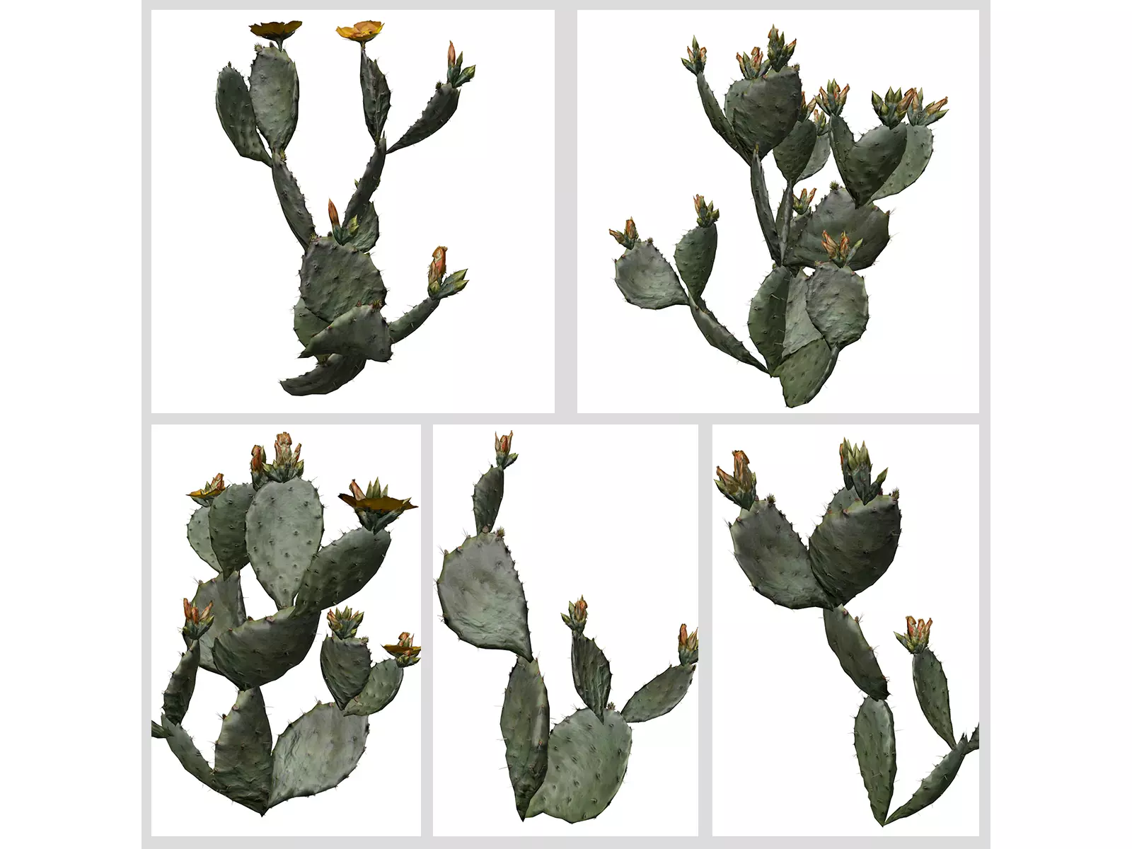 Prickly Pear Cactus Plants 3D Model Collection_0