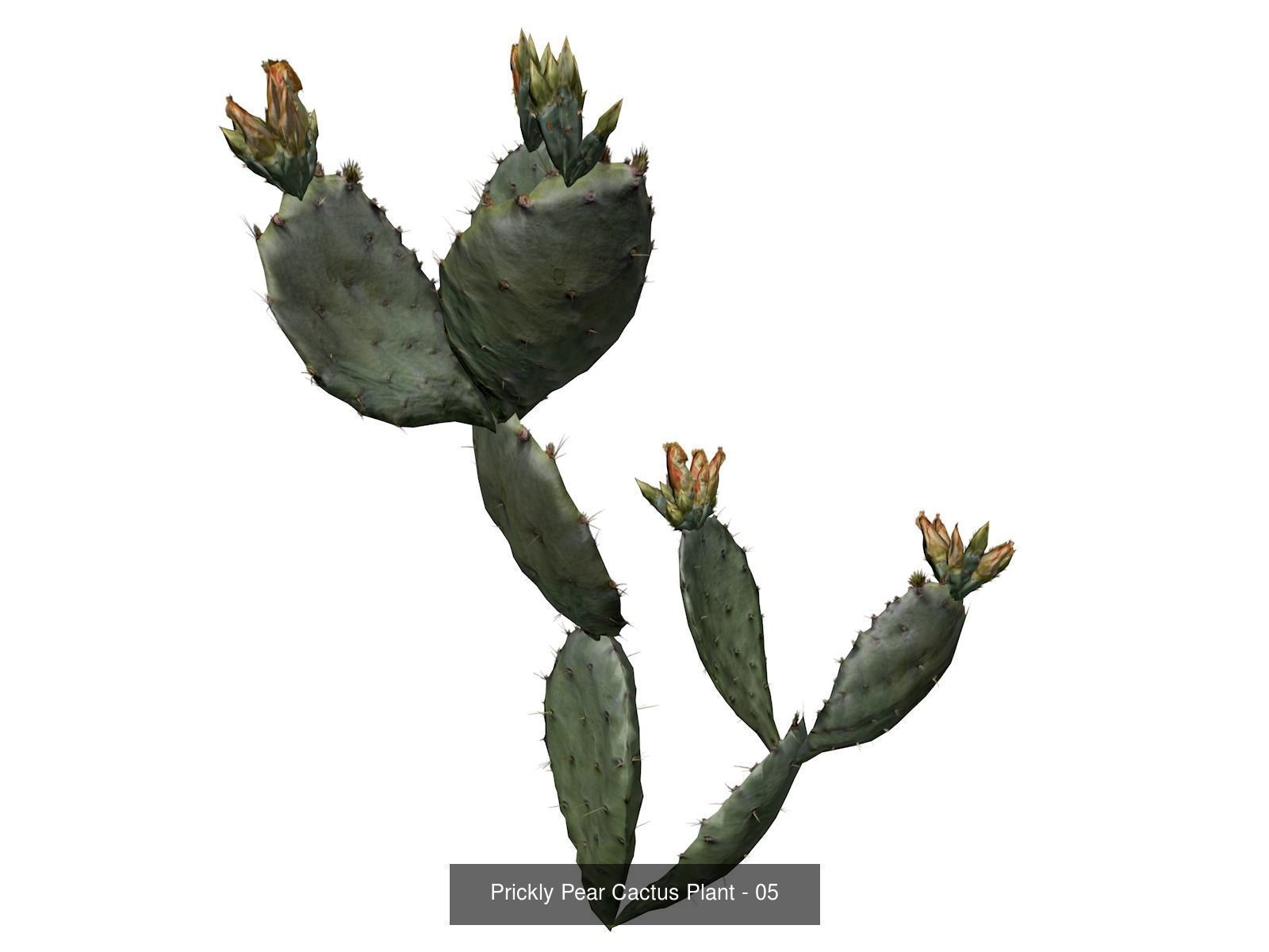 Prickly Pear Cactus Plants 3D Model Collection_6