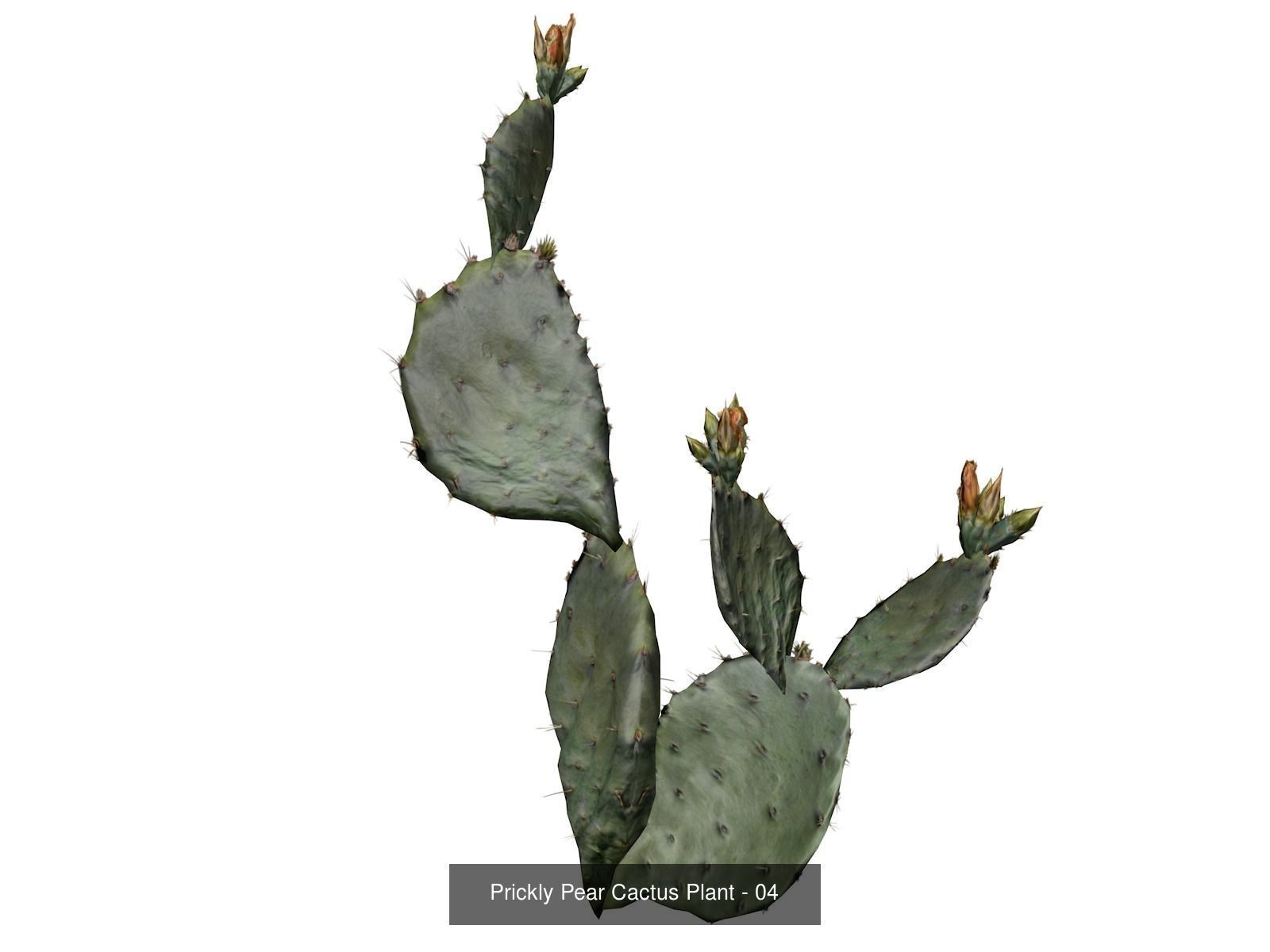 Prickly Pear Cactus Plants 3D Model Collection_5