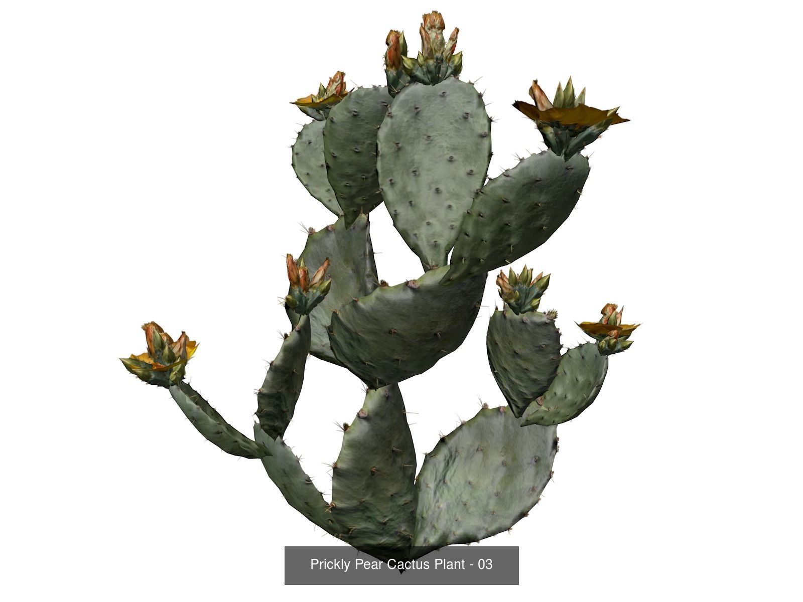 Prickly Pear Cactus Plants 3D Model Collection_4