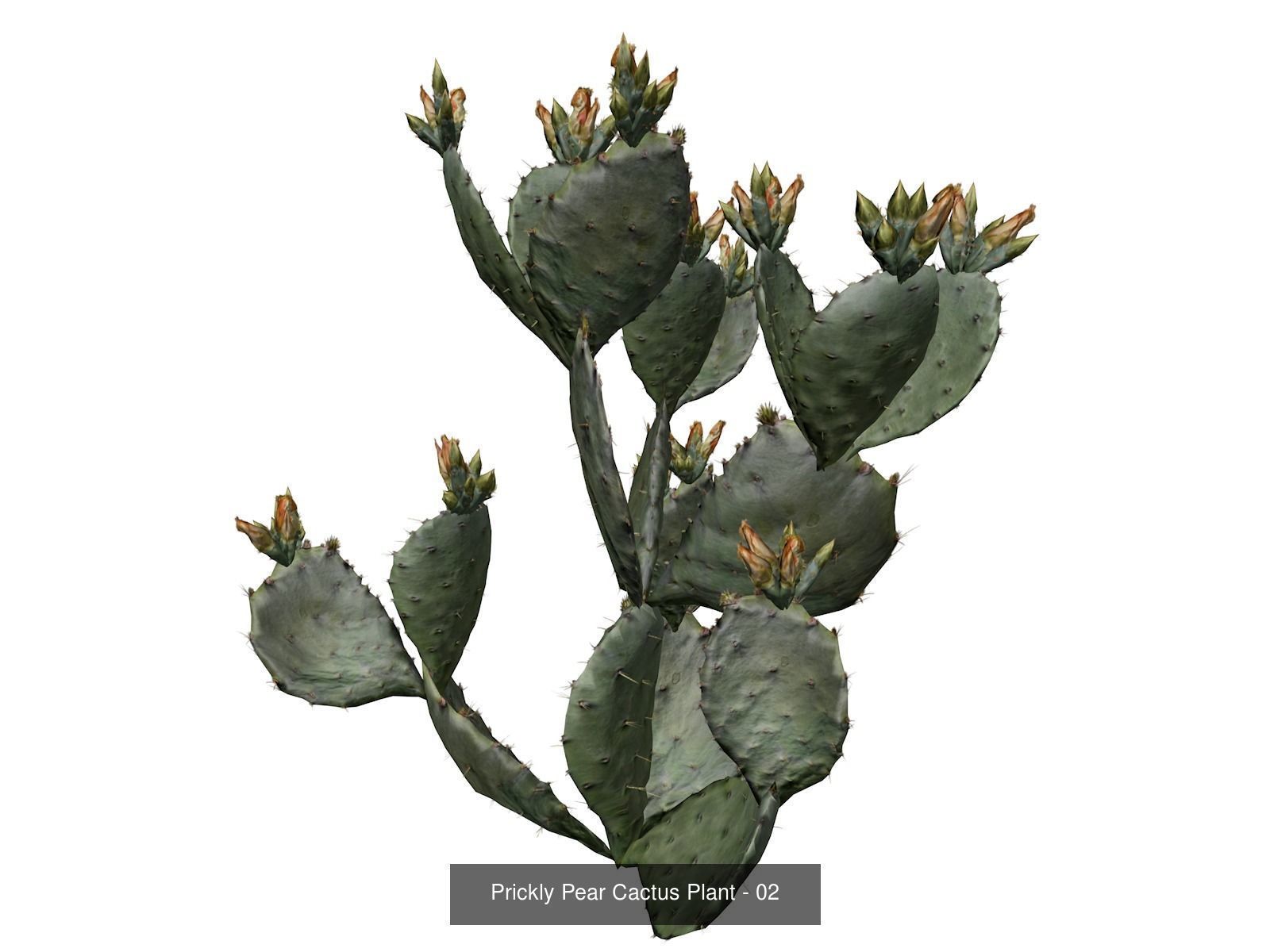 Prickly Pear Cactus Plants 3D Model Collection_3