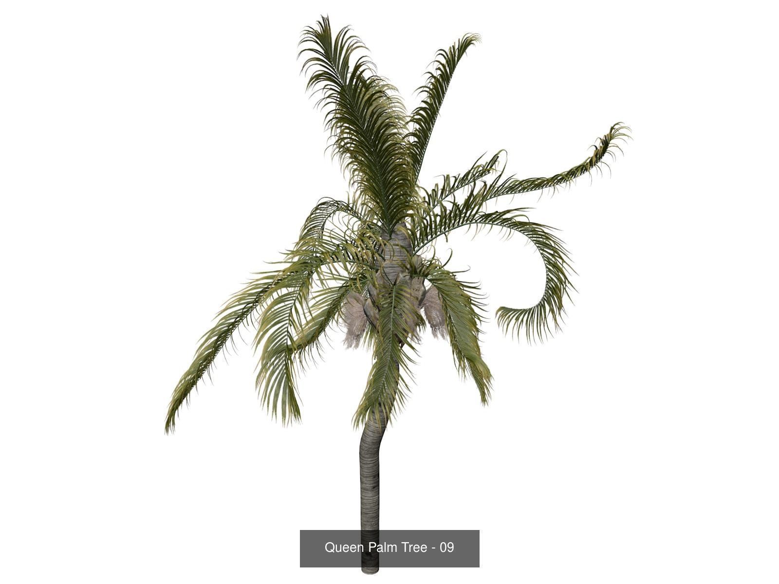 Queen Palm Trees 3D Model Collection_10