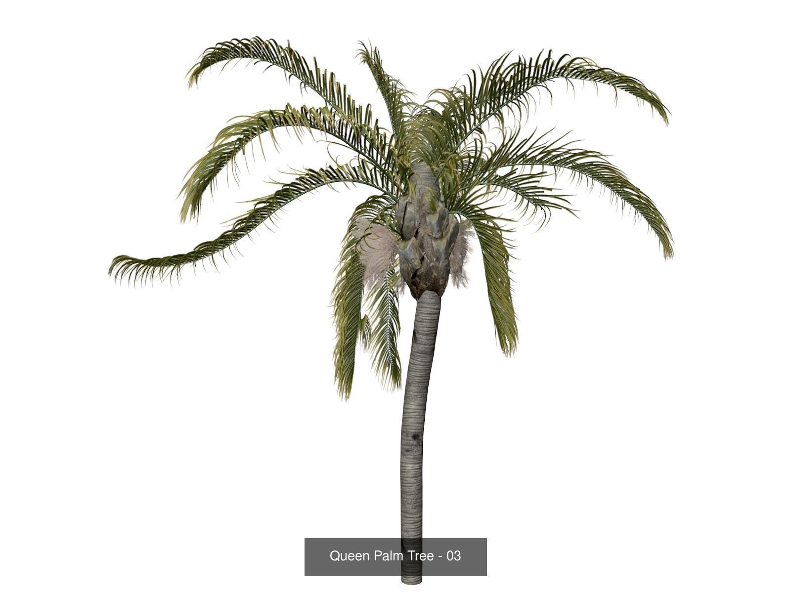 Queen Palm Trees 3D Model Collection_4
