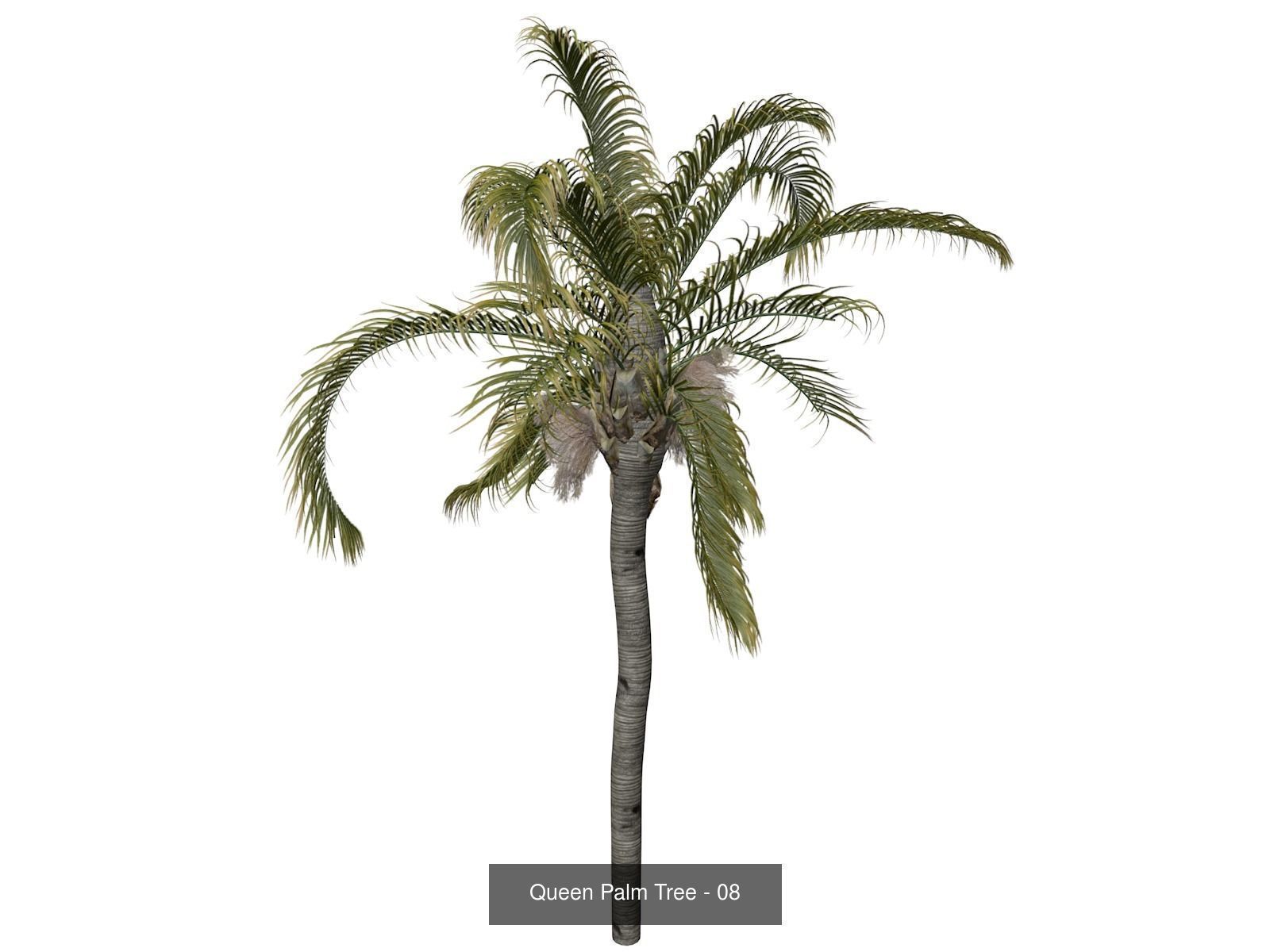 Queen Palm Trees 3D Model Collection_9